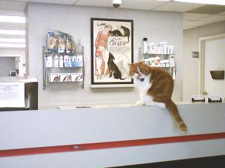 Hi!  My name is Ziggy, I am the clinic cat here at Dworkis Dog & Cat Hospital. 