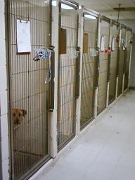 kennels areas.