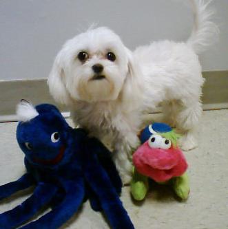 dog with toys