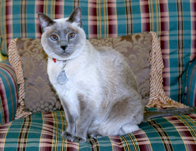 cat on chair