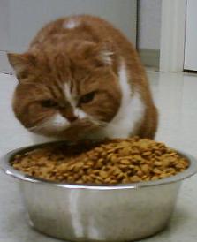 Cat with food